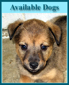 AvailableDogs