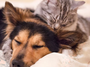 SSLP Friends & Resources